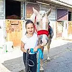 Sourire, Working Animal, Mode Of Transport, Faon, Horse Tack, Bridle, Pack Animal, Horse Supplies, Mane, Voyages, Fun, Museau, Rein, Bambin, Livestock, Leisure, Street, Landscape, Goats, Tourism, Personne, Joy
