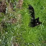 Chat, Plante, Felidae, Carnivore, Small To Medium-sized Cats, Groundcover, Herbe, Terrestrial Plant, Moustaches, Terrestrial Animal, Queue, Flowering Plant, Domestic Short-haired Cat, Shrub, Race de chien, Herbaceous Plant, Grassland, Subshrub, Pasture